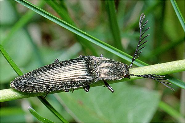 Ctenicera pectinicornis (Zaciosek grzebykoczuki)