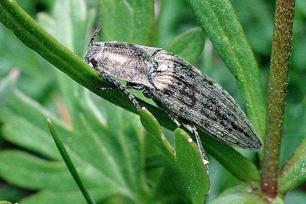 Actenicerus sjaelandicus