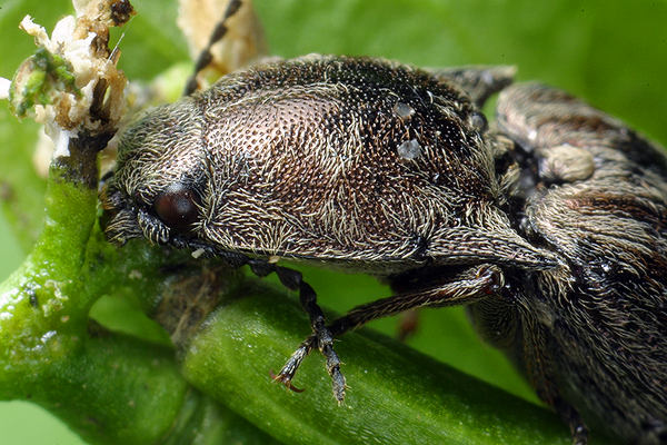 Actenicerus sjaelandicus