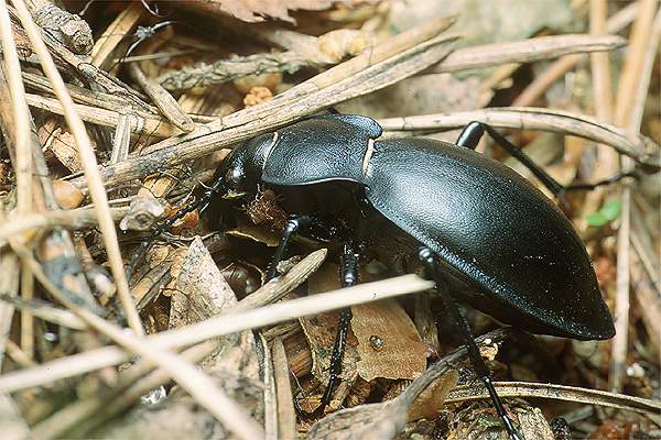 Carabus glabratus (biegacz gadki)