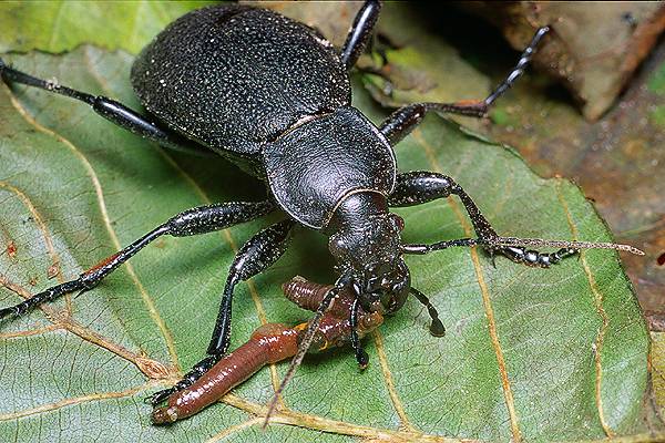 Carabus coriaceus (biegacz skrzasty)