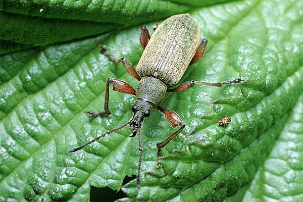 Phyllobius calcaratus (Naliciak truskawczak)