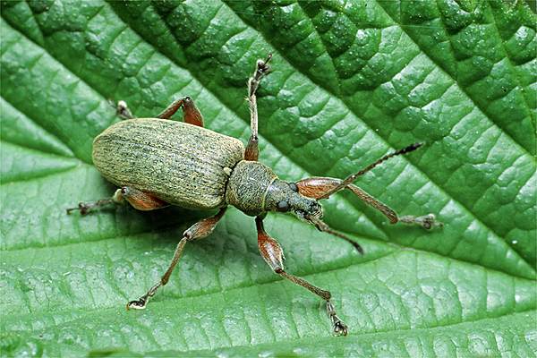 Phyllobius calcaratus (Naliciak truskawczak)