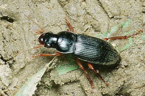 Harpalus rufipes (Dzier wochaty)