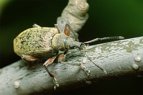 Phyllobius calcaratus (Naliciak truskawczak)