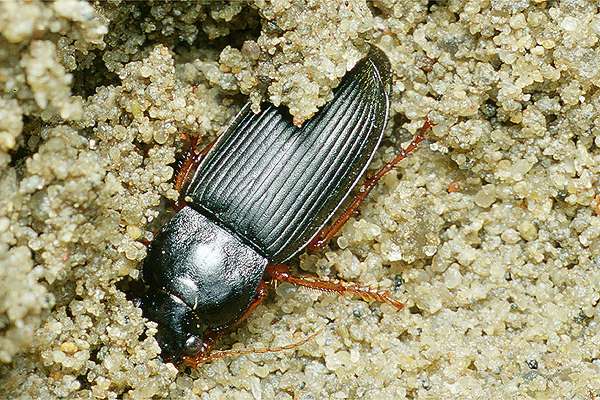 Harpalus rufipes (Dzier wochaty)