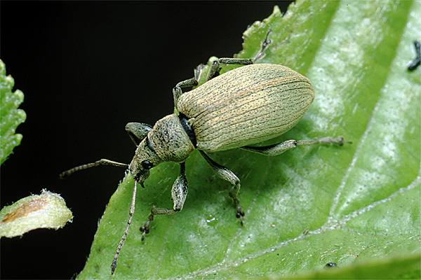 Phyllobius urticae (pomaceus)