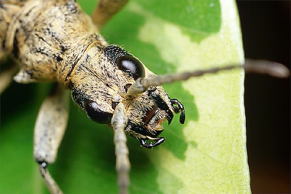 Rhagium mordax (Rbacz szary)