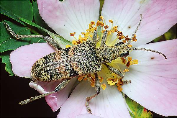 Rhagium mordax (Rbacz szary)