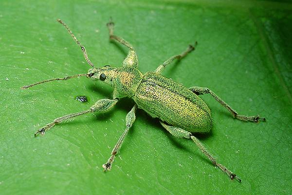 Phyllobius arborator