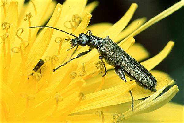 Oedemera viridis