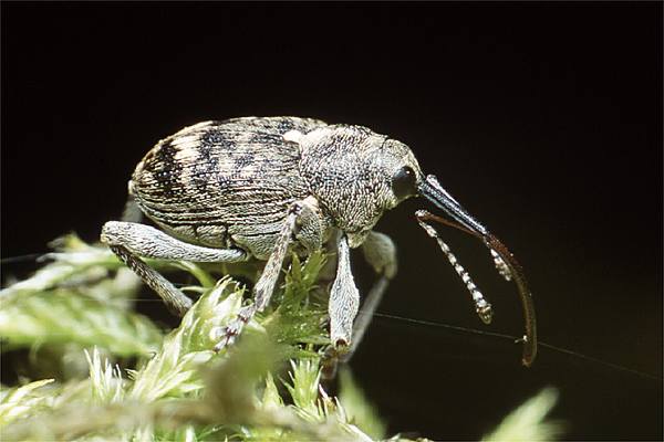 Curculio nucum (sonik orzechowiec)