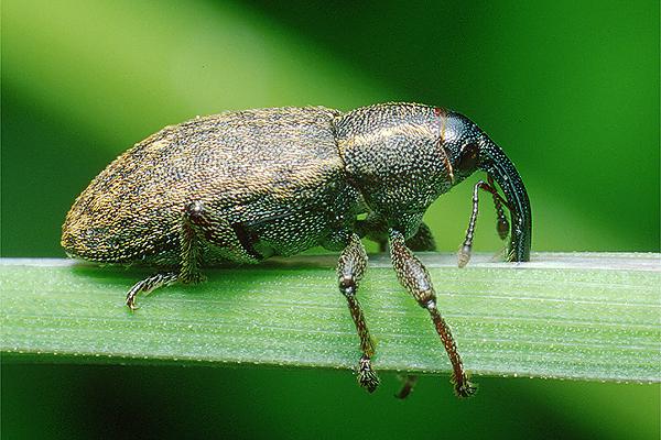 Tournotaris bimaculata