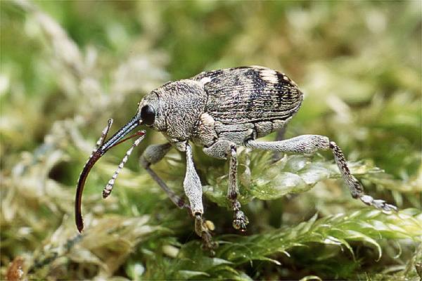 Curculio nucum (sonik orzechowiec)