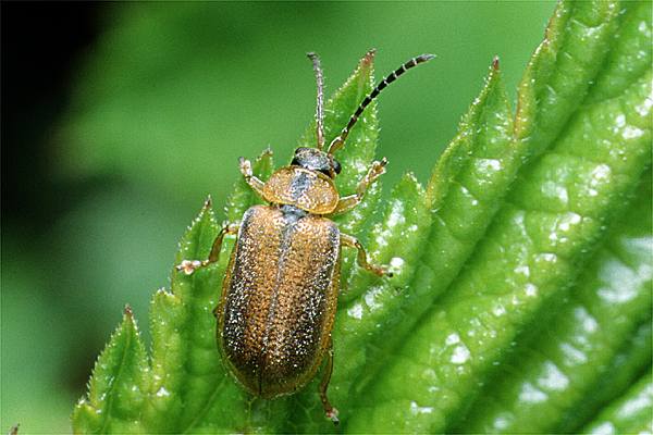 Galerucella calmariensis