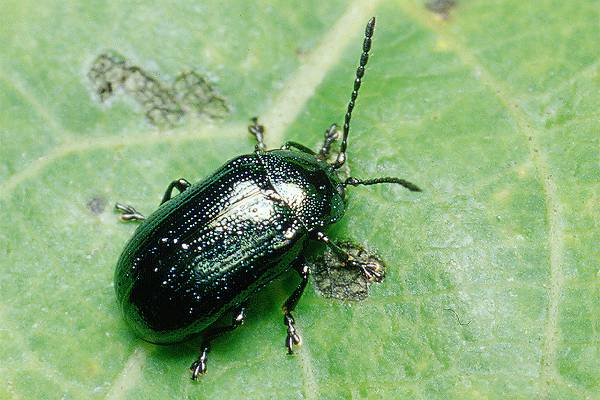 Phyllodecta vulgatissima (Jtrewka zielona)