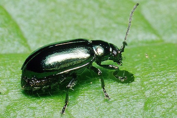 Agelastica alni (Hurmak olchowiec)
