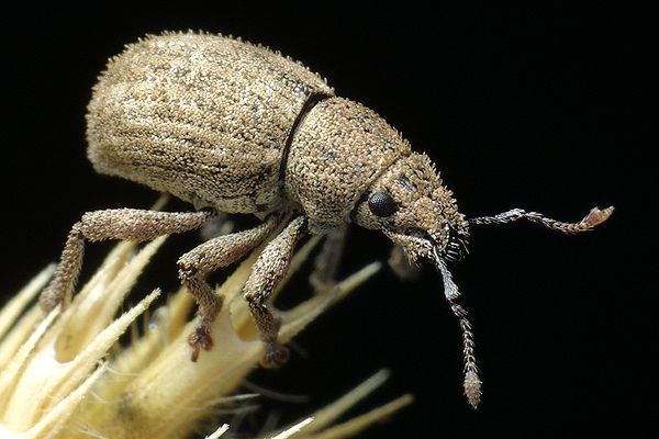 Strophosoma capitatum (Zmiennik brudny)