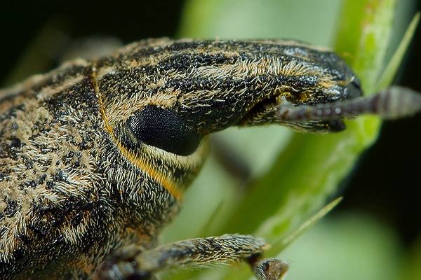 Cleonus piger (szarek ostowiec)