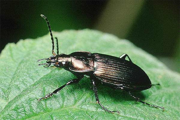 Poecilus cupreus