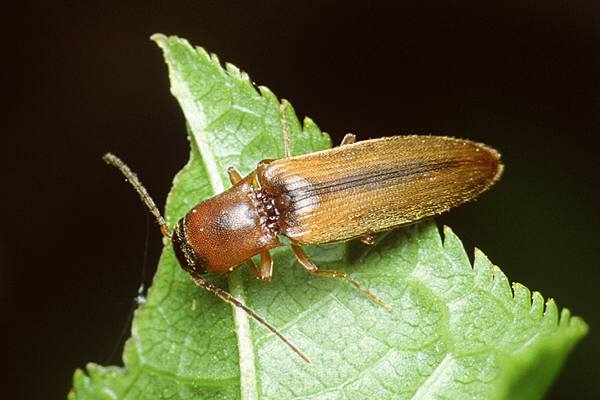 Dalopius marginatus