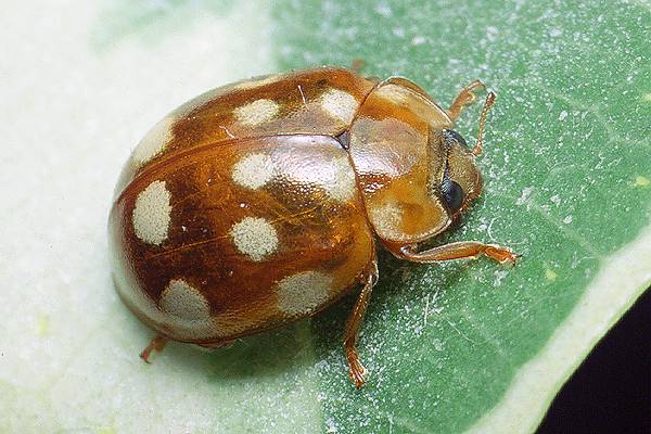 Calvia quatuordecimguttata (biedronka czternastokropka [gielas czternastoplamek])