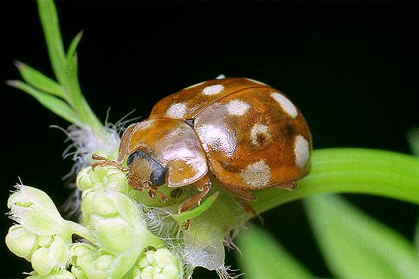 Calvia quatuordecimguttata (biedronka czternastokropka [gielas czternastoplamek])