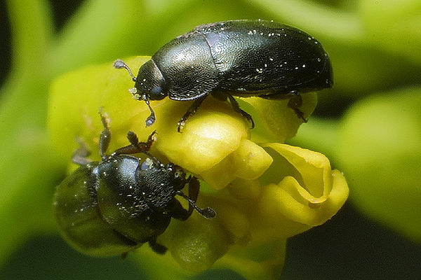 Meligethes aeneus (sodyszek rzepakowy)