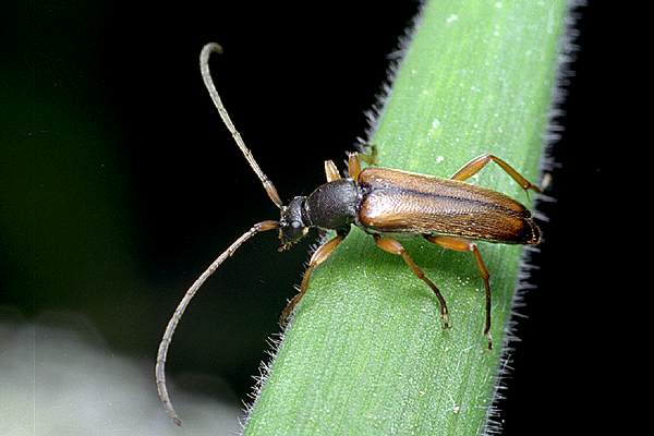 Alosterna tabacicolor