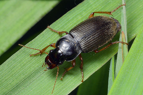 Harpalus rufipes (Dzier wochaty)