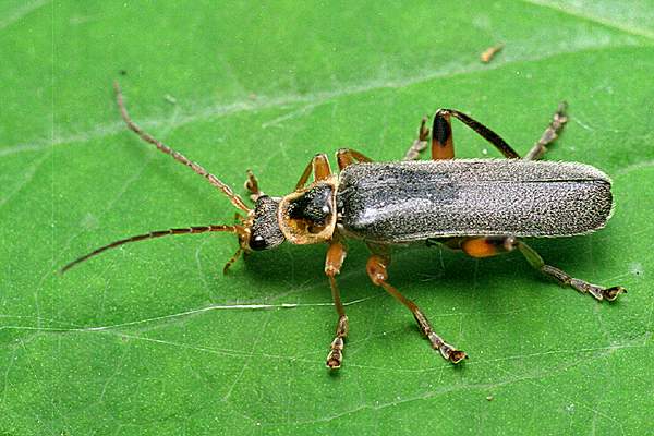 Cantharis nigricans