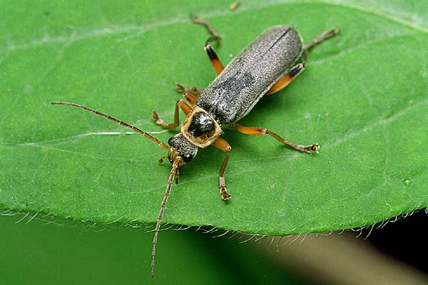 Cantharis nigricans