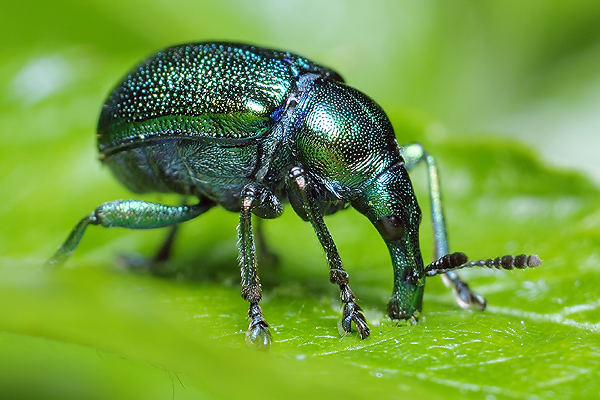 Byctiscus betulae