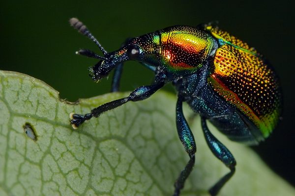 Byctiscus populi (tutkarz osinowiec)