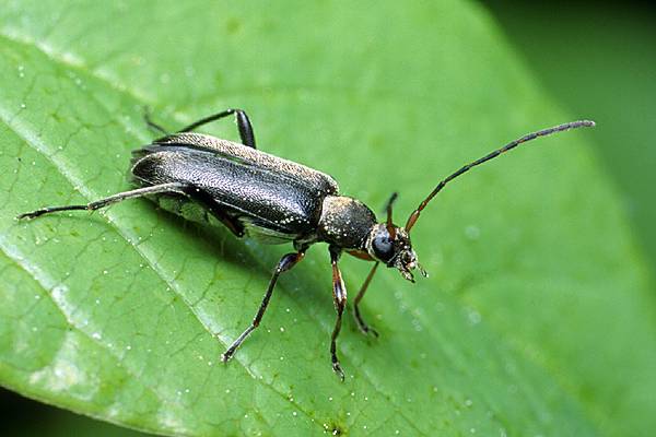 Grammoptera ruficornis