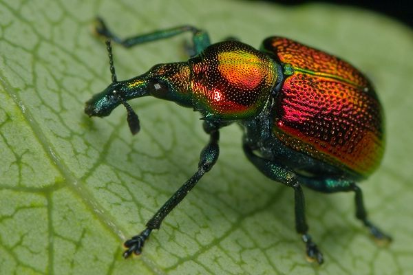 Byctiscus populi (tutkarz osinowiec)