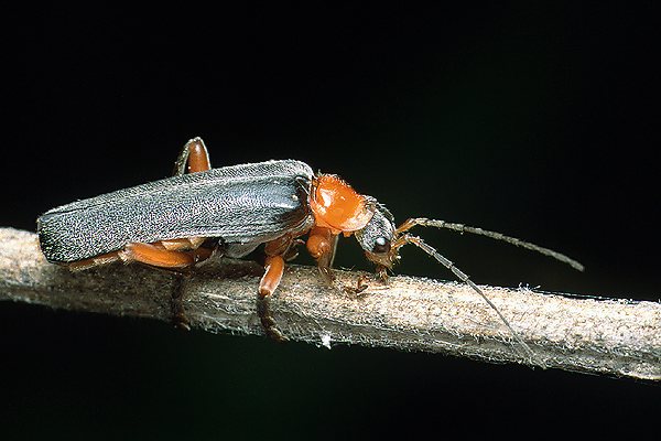 Cantharis pellucida