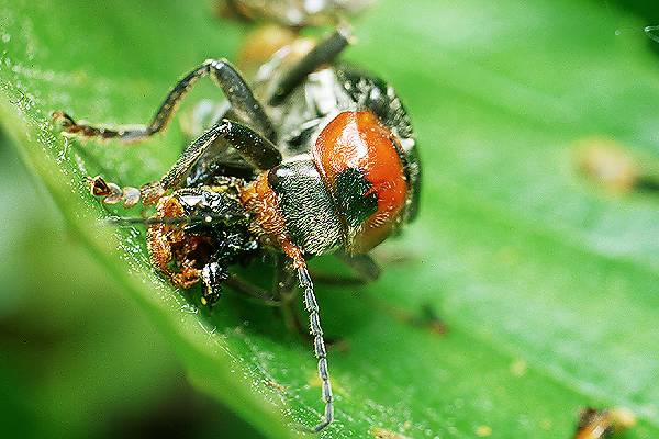 Cantharis fusca (Omomiek szary)