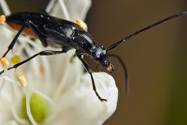 Stenurella nigra