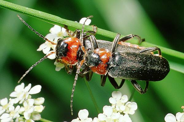 Cantharis fusca (Omomiek szary)