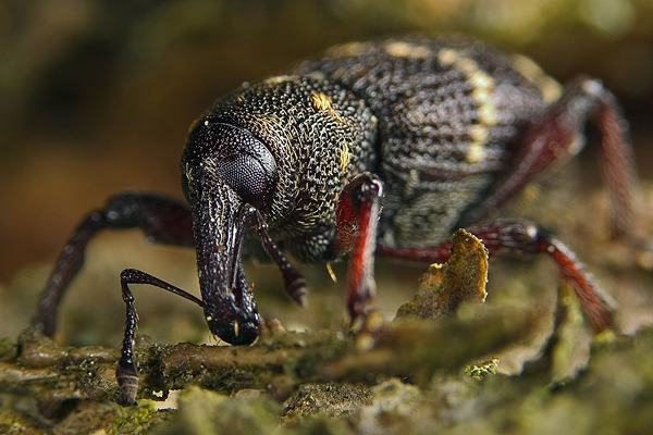 Hylobius abietis (szeliniak sosnowiec)