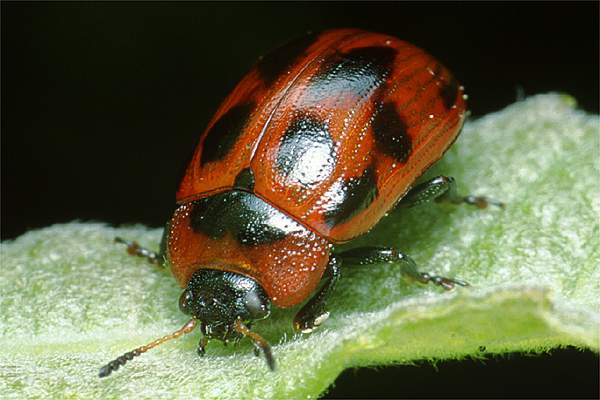 Phytodecta viminalis (szaburga dziesiciokropka)