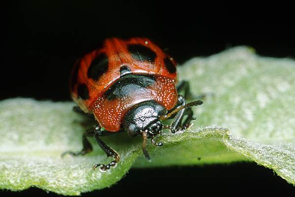 Phytodecta viminalis (szaburga dziesiciokropka)