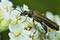 oedemera femorata