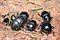 Anoplotrupes stercorosus (uk leny)