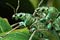 Phyllobius arborator