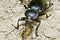 Carabus glabratus (biegacz gadki)