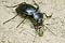 Carabus glabratus (biegacz gadki)