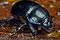 Anoplotrupes stercorosus (uk leny)