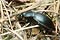 Carabus glabratus (biegacz gadki)